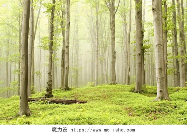 自然风景绿色童话灵动薄雾弥漫的绿色树林风景图